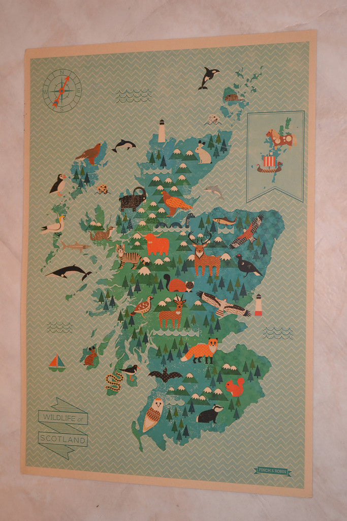 Wildlife of Scotland Storbritannien Djur Lärorik Poster Affisch 30*42cm Ny