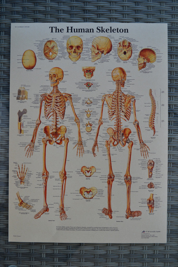 The Human Skeleton Skelett, Karta Detaljerad Poster Affisch