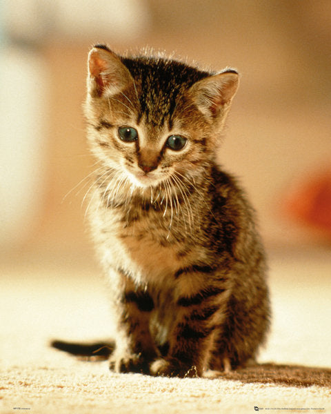 Kattunge Liten Gullig Sittande Poster Mini 40*50cm Ny